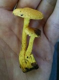 Pholiota flammans image