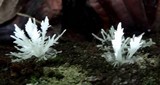 Hydnopolyporus fimbriatus image