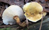 Hygrophoropsis aurantiaca image