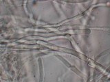 Antrodia heteromorpha image