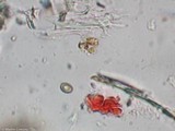 Antrodia heteromorpha image