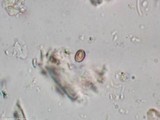 Antrodia heteromorpha image