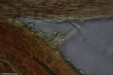 Phlebia coccineofulva image
