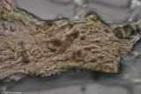 Phlebia coccineofulva image