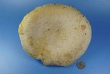 Pleurotus dryinus image
