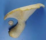 Pleurotus dryinus image