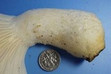 Pleurotus dryinus image