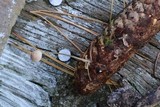 Mycena filopes image