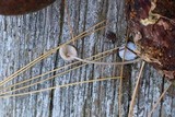 Mycena filopes image