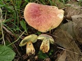 Boletus bubalinus image