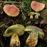 Boletus bubalinus image