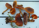 Cortinarius malicorius image