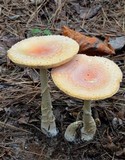 Amanita persicina image