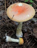 Amanita persicina image