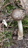 Amanita sect. Vaginatae image