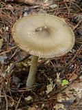 Amanita sect. Vaginatae image