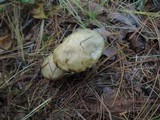 Suillus viscidus image