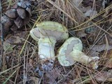 Suillus viscidus image