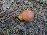 Suillus grevillei image