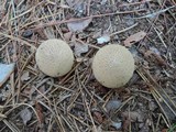 Lycoperdon echinatum image
