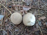 Lycoperdon echinatum image