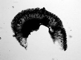 Buellia halonia image