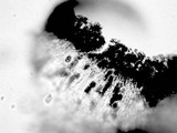 Buellia halonia image