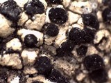 Buellia halonia image