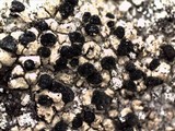 Buellia halonia image
