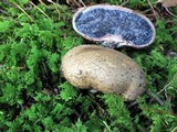 Scleroderma cepa image