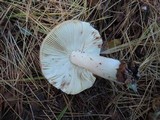 Russula clavipes image