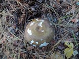 Russula clavipes image