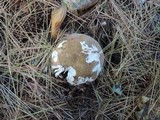Russula clavipes image