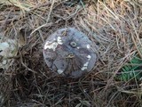 Russula amoenoides image