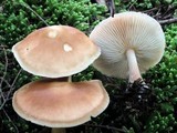 Rhodocollybia butyracea image