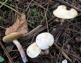 Suillus placidus image
