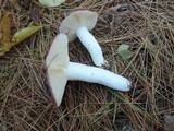 Russula vinosa image