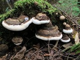 Fomitopsis ochracea image