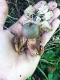 Geastrum welwitschii image