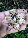 Geastrum welwitschii image