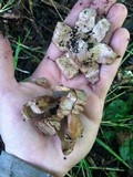 Geastrum welwitschii image