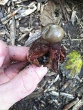 Geastrum welwitschii image