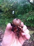 Geastrum welwitschii image