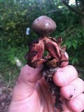Geastrum welwitschii image