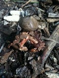 Geastrum welwitschii image