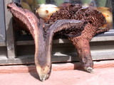 Sarcodon fennicus image