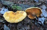 Hygrophoropsis aurantiaca image