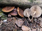 Agrocybe firma image