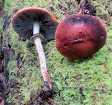 Leratiomyces squamosus image
