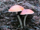 Leratiomyces squamosus image